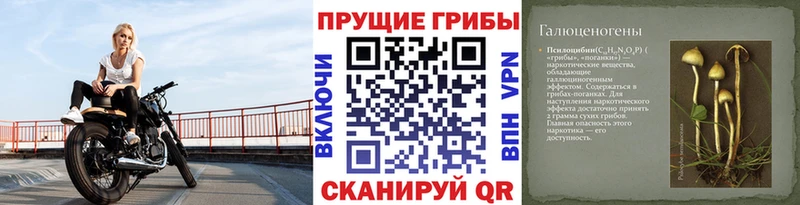 где купить наркоту  Первоуральск  Галлюциногенные грибы Psilocybe 